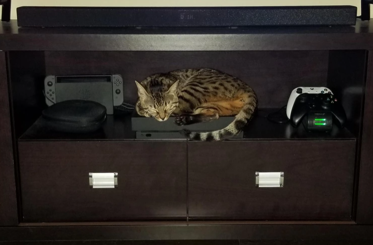 Все любят котиков, а котики любят Xbox
