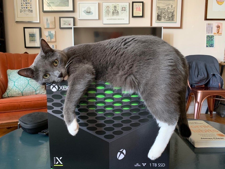 Все любят котиков, а котики любят Xbox